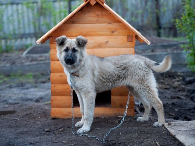 Все о собаках в Орехово-Зуево